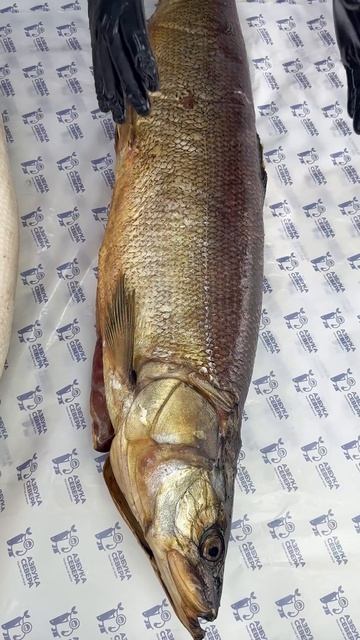 👑НЕЛЬМА - царский деликатес с Севера: Вкус и польза в каждом кусочке! 🩵