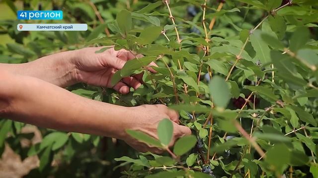 СТОИМОСТЬ ЖИМОЛОСТИ НА КАМЧАТКЕ ДОШЛА ДО 1000 РУБЛЕЙ ЗА ЛИТР • НОВОСТИ КАМЧАТКИ