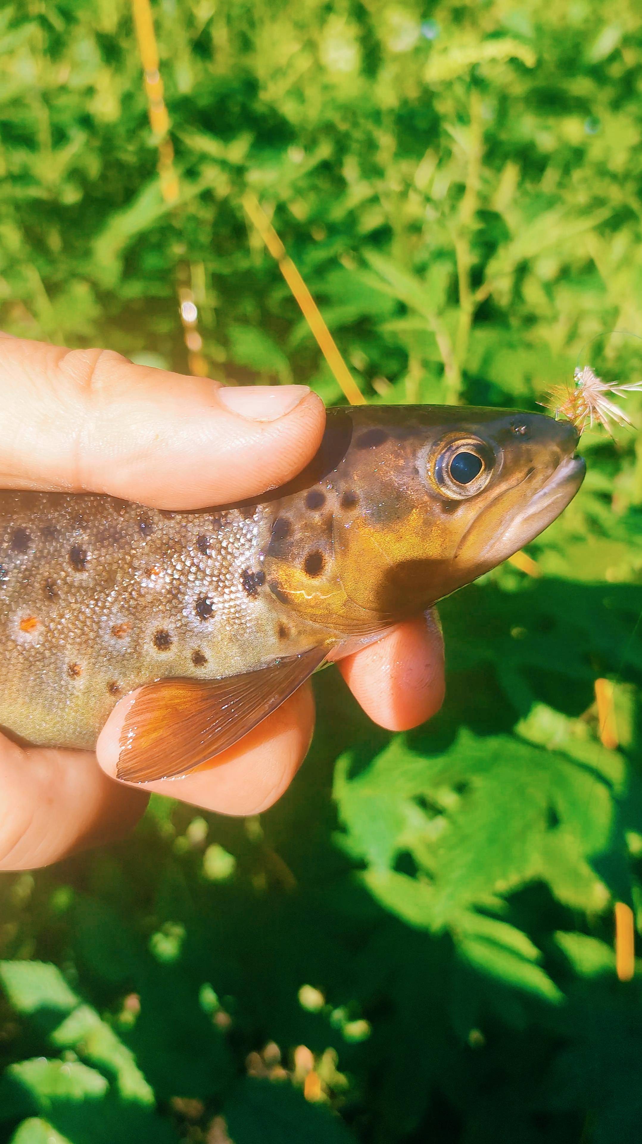 #рыбалка  #нахлыст #flyfishing | Ручьевая форель на сухую мушку 3 |