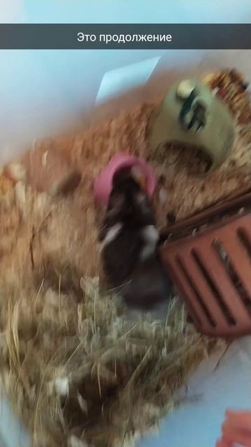 Я насыпала корм Little One для хомяков и Пушинки понравился корм