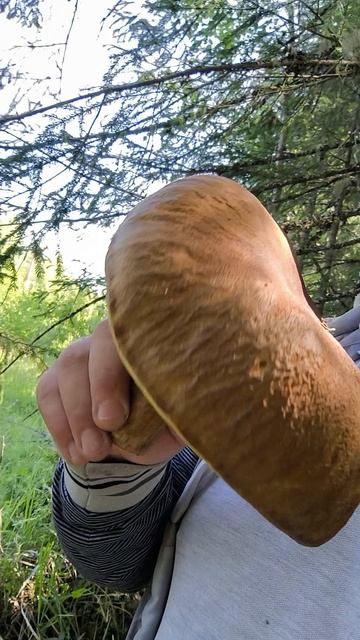 Белый гриб большой но я пошутил с тем