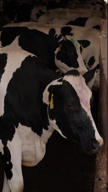 От телёнка до звезды фермы: история одной мечты 🐮✨