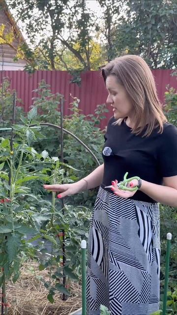 Один из любимчиков - томат «Красное масляное сердце» #татьянинсад