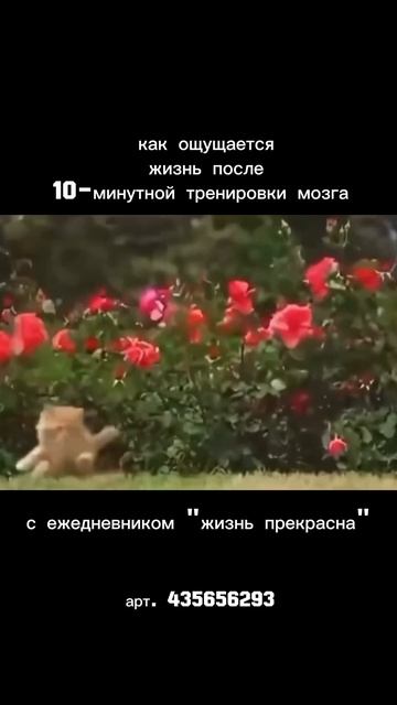 счастливые котики🥹
