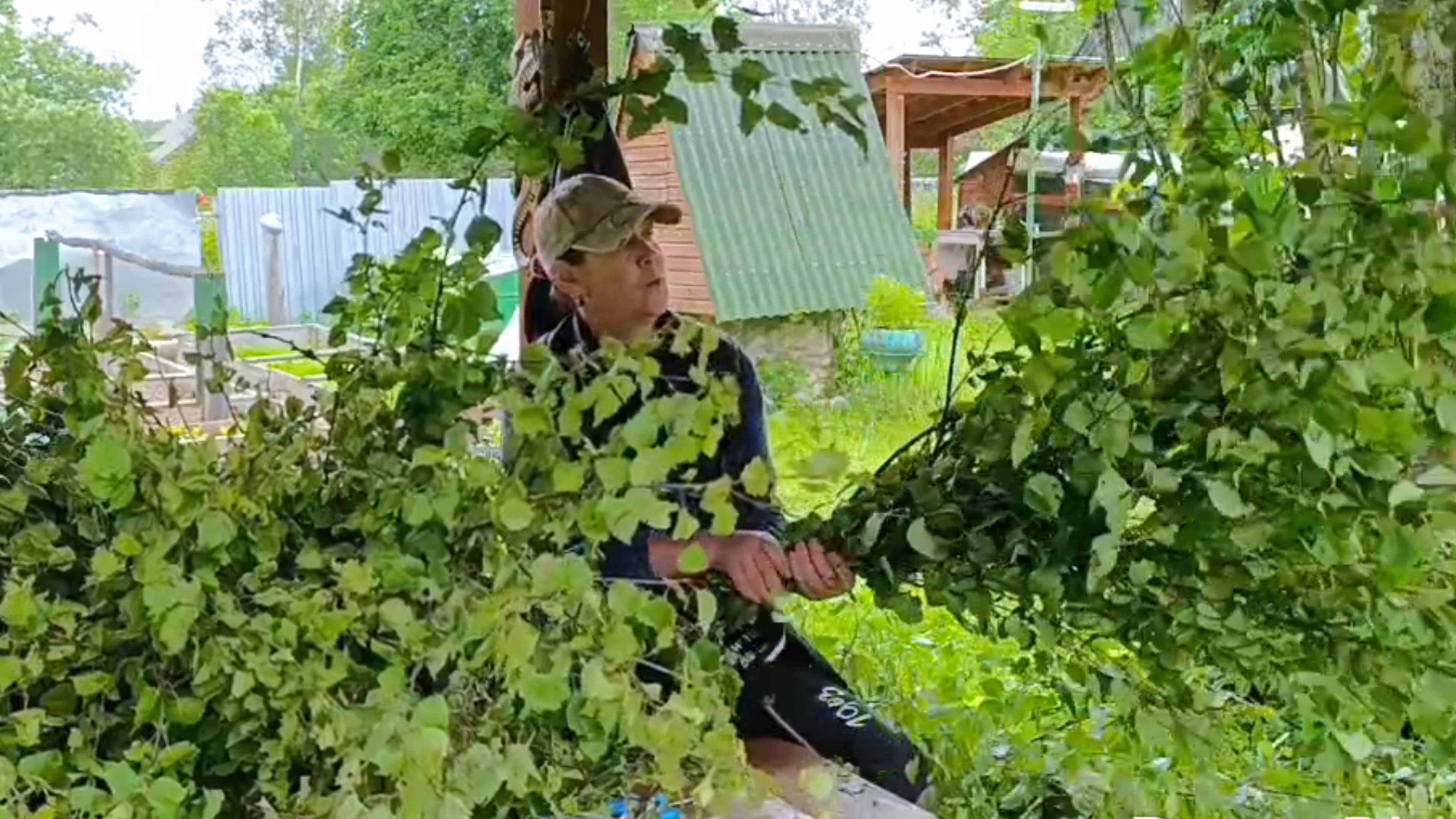 Заготовка веников для коз🐐🐐🐐