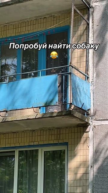 Попробуй найти собаку