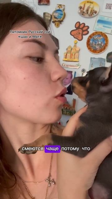 Счастье когда есть собака #тойтерьер #забавныеживотны