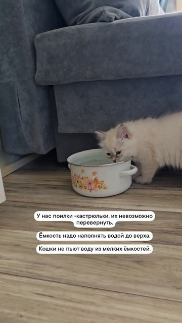Питьевой режим кошки. Что сделать,  чтобы кошки пили воду.