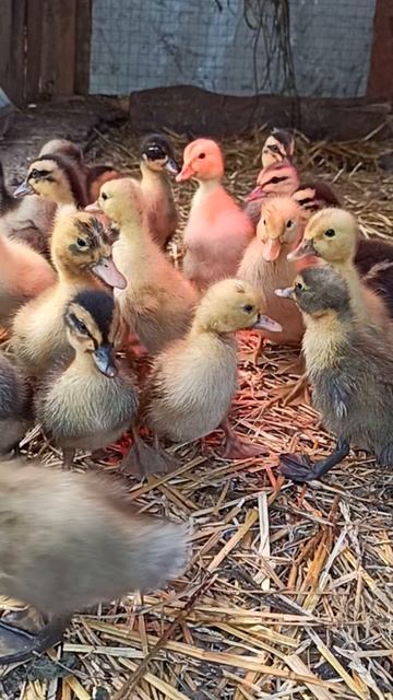 давно мы утят не выводили