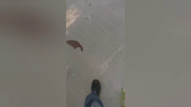 Неожиданная встреча с лосем на ночной дороге. ДТП