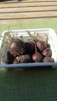 Что делать с гиацинтами когда отцветут