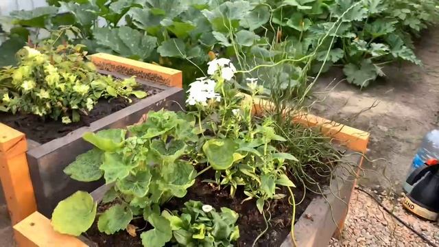 Луговое. Огородный вайп 😁