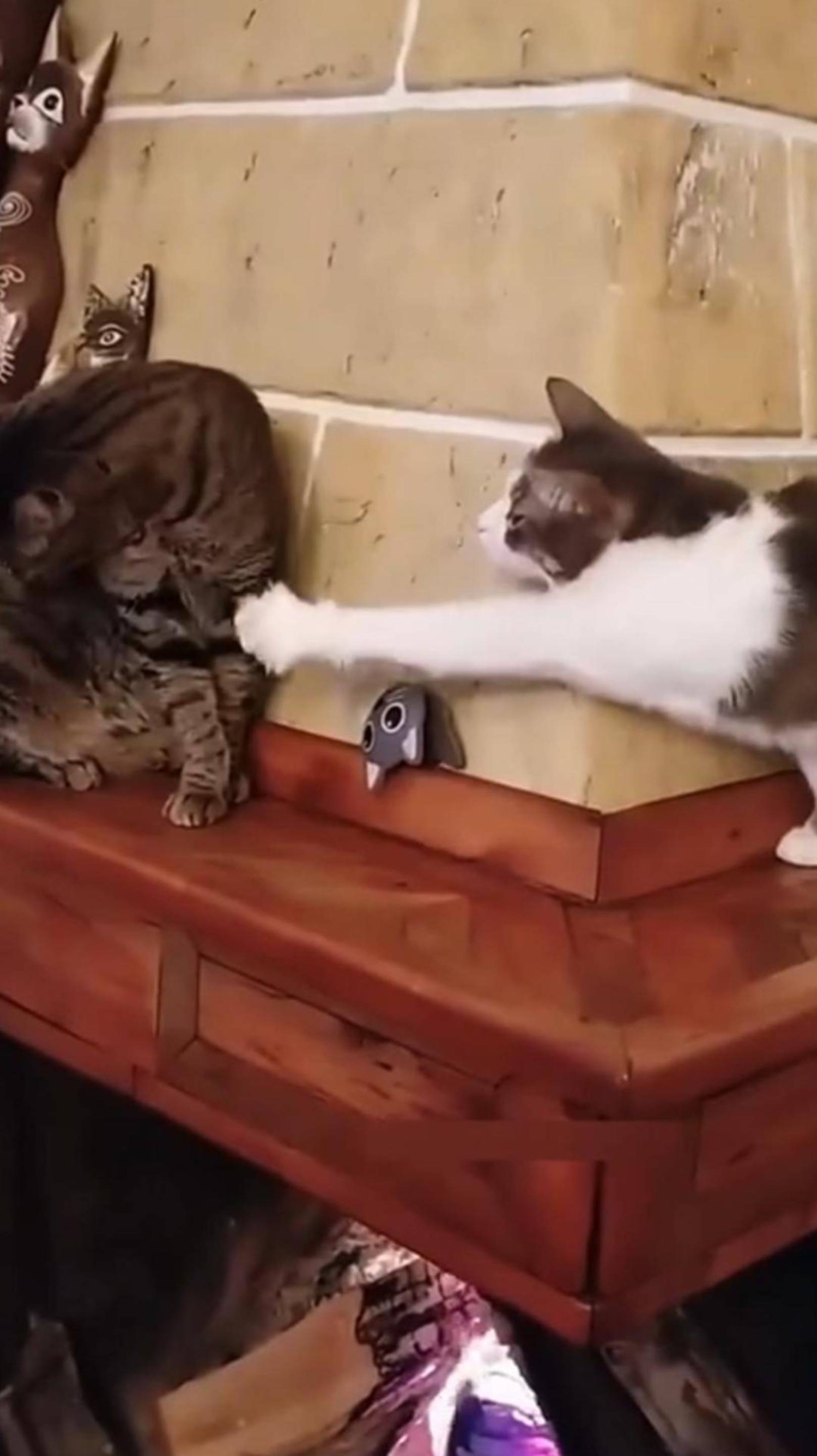 😂 Наши ЛЮБИМЦЫ те Ещё АКТЁРЫ 🔥 Подборка смешных КОТОВ 2025 🙀 #funny #юмор #shorts