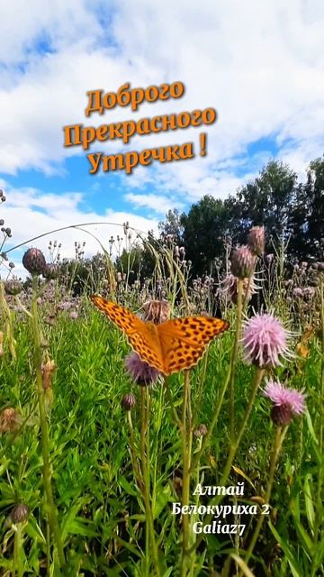 Доброе утро! Хорошего Дня!