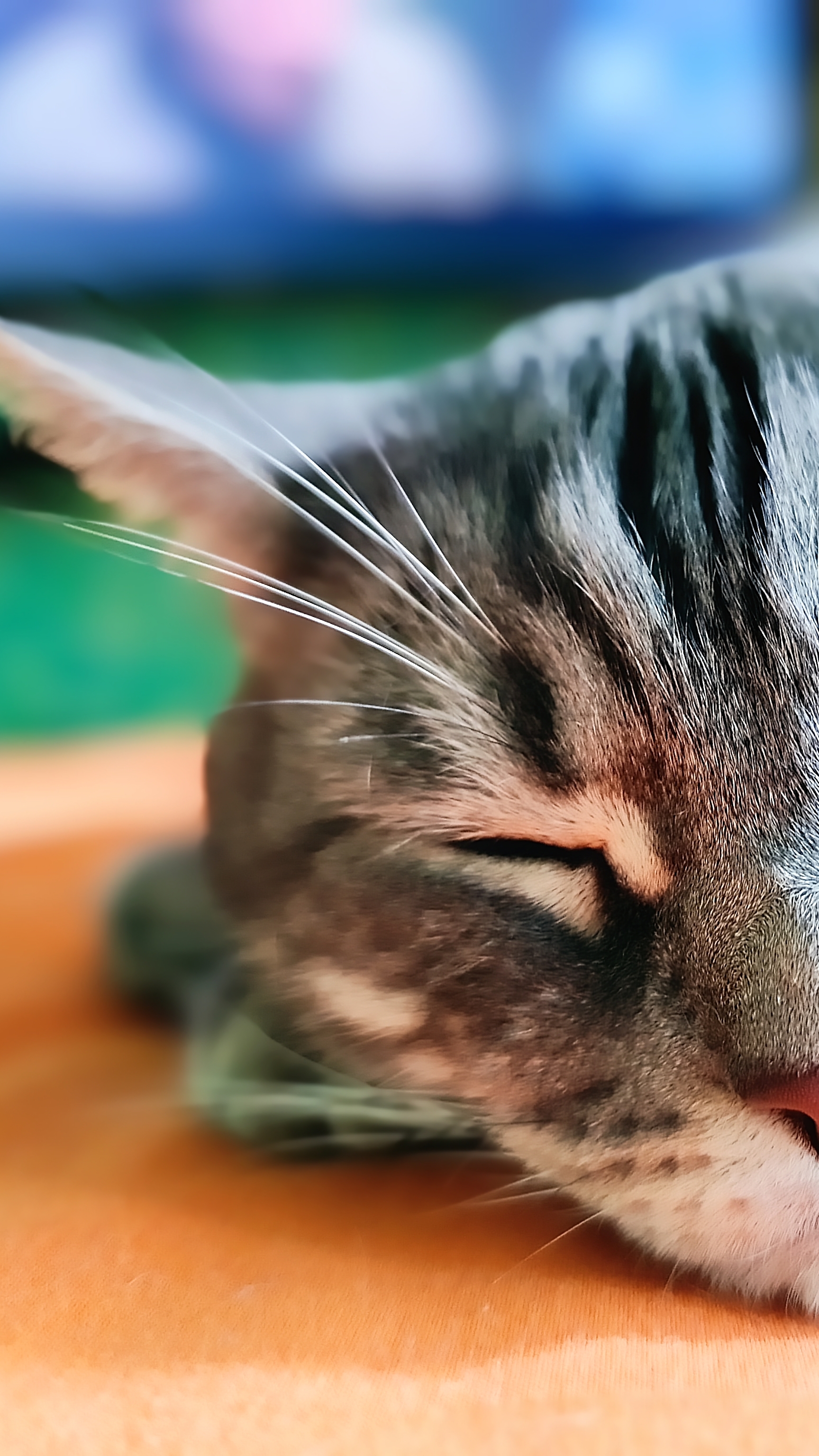 кот все понимает