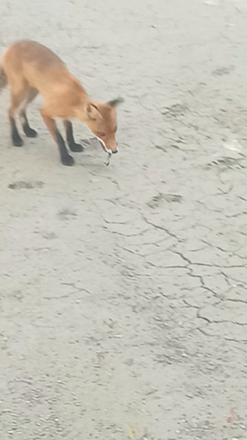 лисёнок