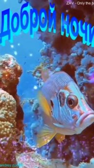 Доброй ночи!) Ярких снов) #добройночи