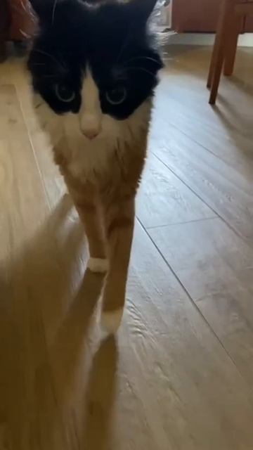 Ножки от другой кошки