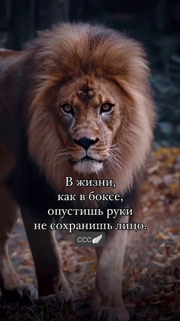 Шаманские каналы, энергии, частоты, визардика, тотем, аргон, шаман, шаманка, инициация, цитата, арт