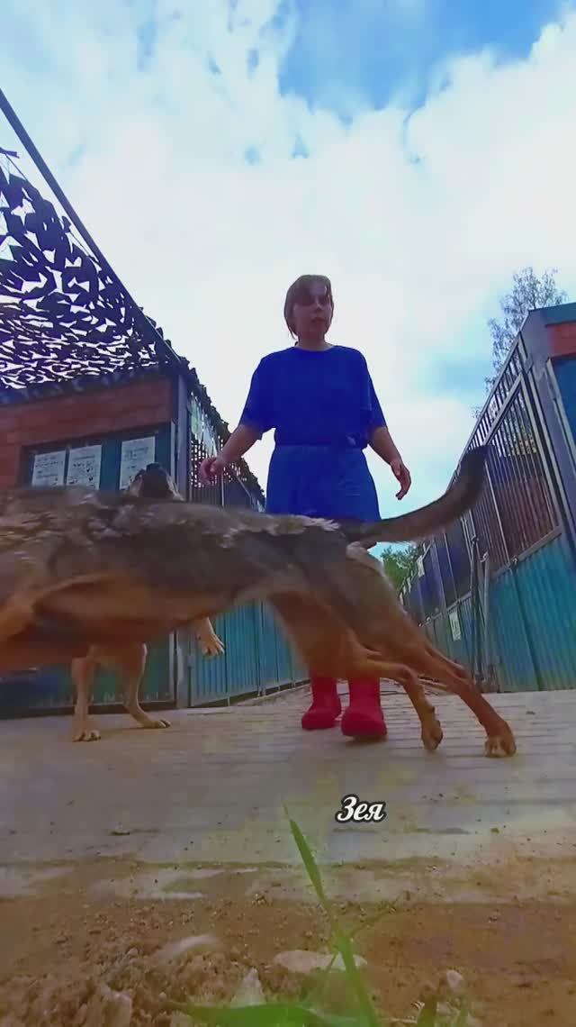 "Бежим гулять?!" ❥ Приют в Малинках