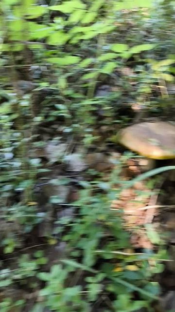 Как растут грибы белые семейством