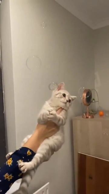 поймай шарик