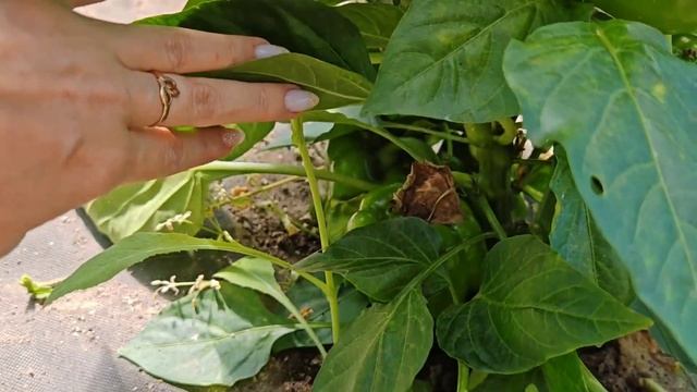 ВЛОГ. Огород и баня, ездили на Волгу.