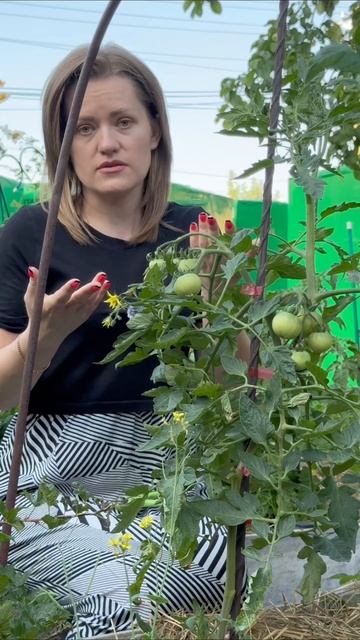 Томат с веерными кистями «Соседи отдыхают» #татьянинсад