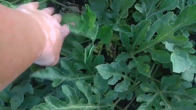 19.07.2024 _ Моя любимая дача