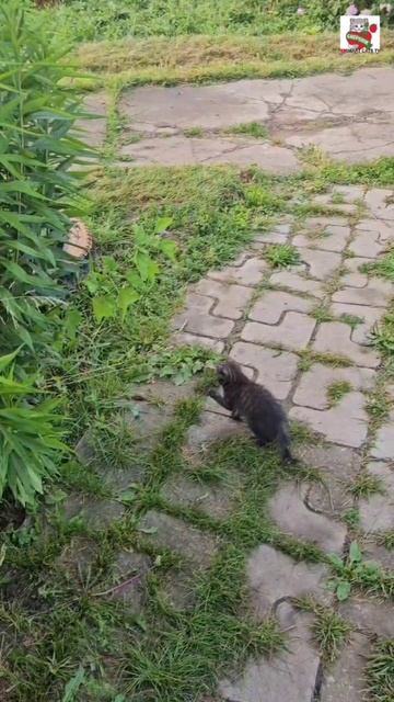 К Пискунчику в гости прилетали Птички и зажгли в Небе радугу 🌞🌈🕊🕊🕊❤️😻