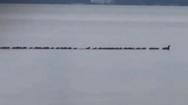 Видео от GEDONIZM SPB #Куда_сходить