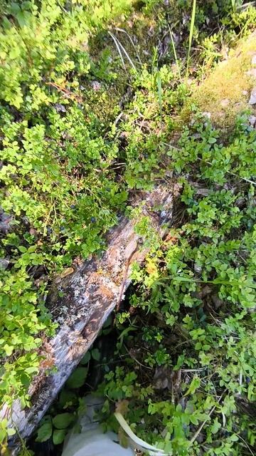 Черника в лесу