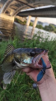 СУДАК! #рыбалка #fish #fishing #природа #отдых #рыба #shorts #красота #хобби #судак #река