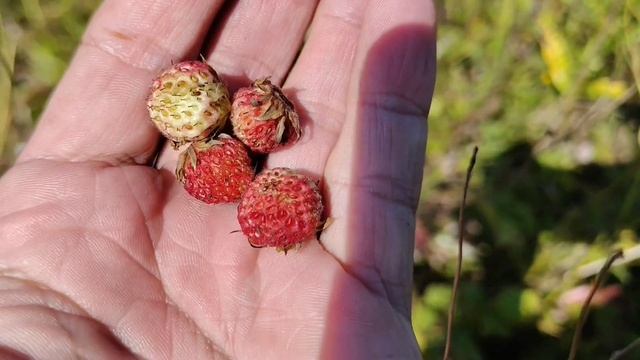 Едем за ягодой