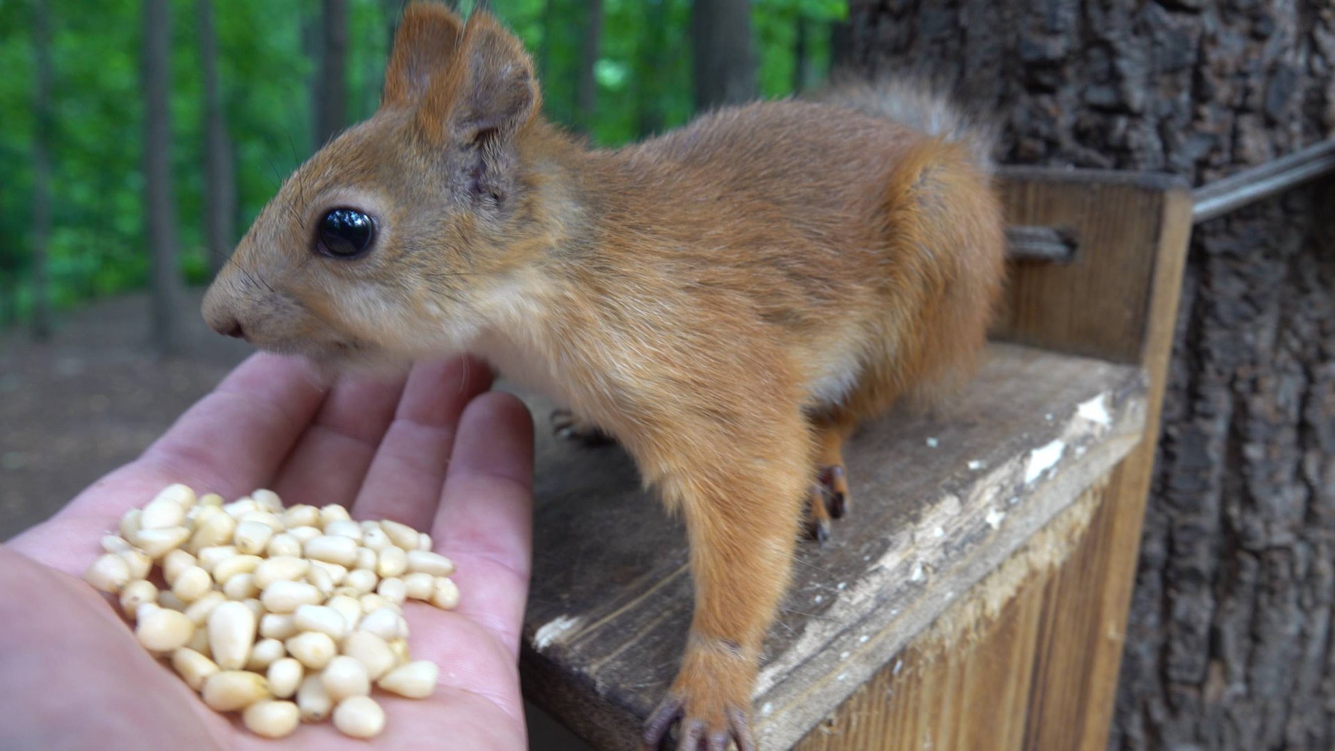 Немного про Белку с хвостиком. Зарисовка