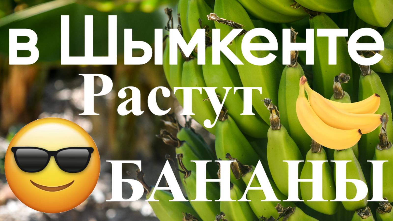 в Шымкенте растут бананы