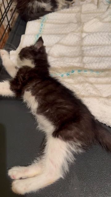 У малышей нет шансов,но бороться нужно будет!