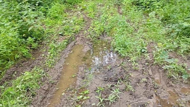 Родник в чаще леса