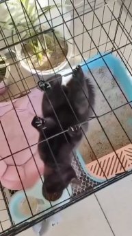 Я - летучая мышь🦇