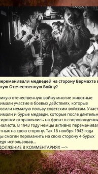 7_198_Как переманивали медведей на сторону Вермахта в Великую Отечественную Войну_m