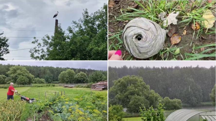 УДАЛИЛИ ОСИНОЕ ГНЕЗДО, ЛЕГКО. ПОШЛА КОСИТЬ, НО ДОЖДЬ ПРОГНАЛ.