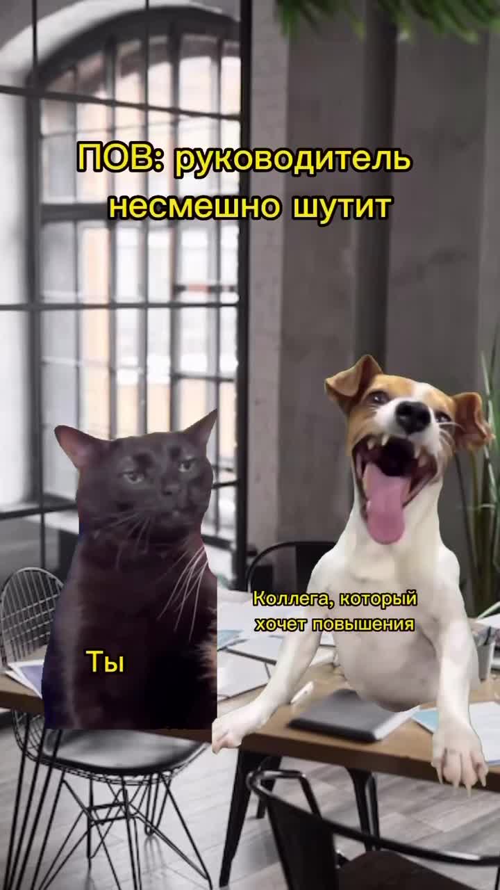 Собака смеется, а кошка серьезно