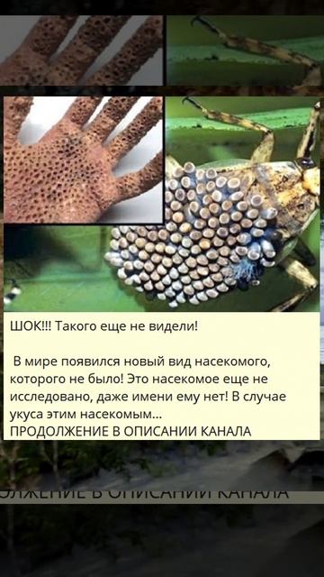 b_ШОК!!! Такого еще не видели!_5