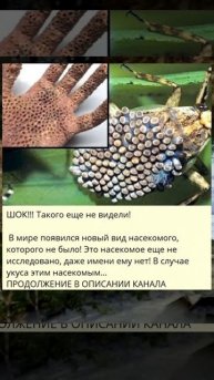 b_ШОК!!! Такого еще не видели!_5