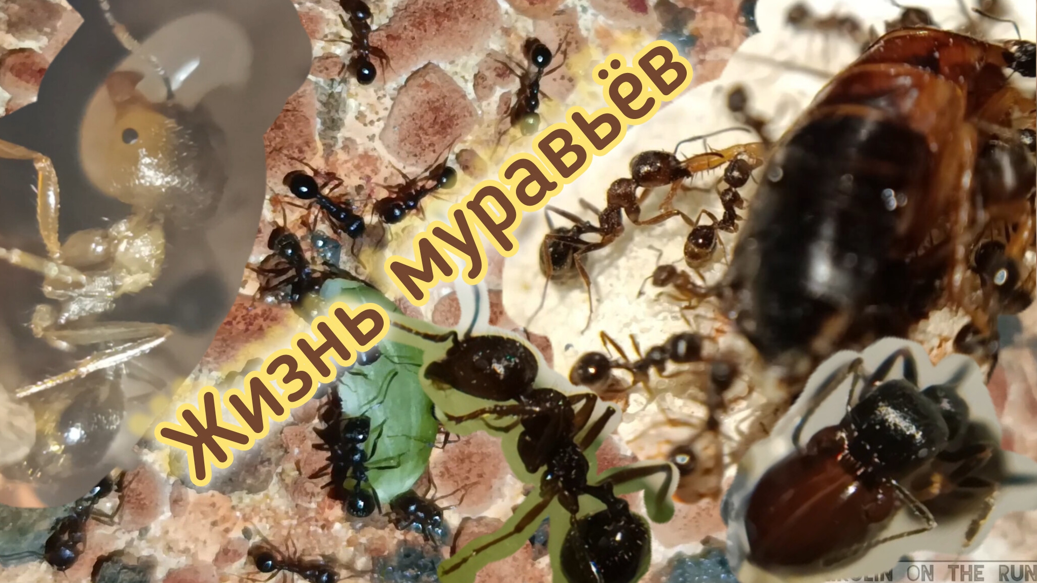 Жизнь муравьёв Messor Kasakorum