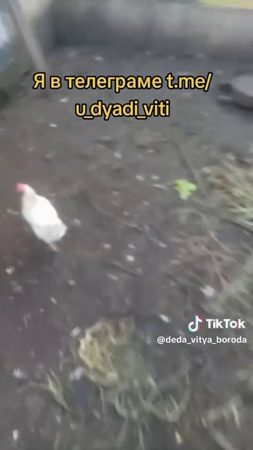 Собираю яйца в курятнике. Сбор яиц. #куры #курынесушки #яйца #дача #огород #сад