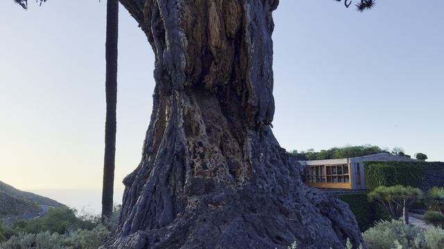 Самое старое драконово дерево в мире