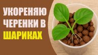 Цветы в шоке, этот способ с шариками укореняет лучше воды и земли