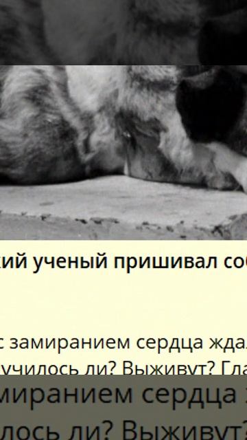 d_726_Зачем советский ученый пришивал собакам вторую голову ������ _l