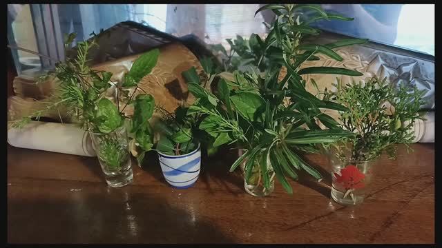 Дача в Подмосковье июль 2025г. Эксперимент с растюшками